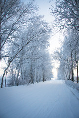 Зимний лес,Winter forest.
