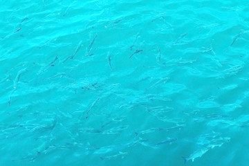 A bunch of fish in the sea. Copy space, top view. Texture.