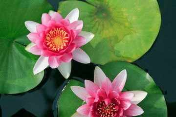 Beautiful pink lotus flower with leaves.