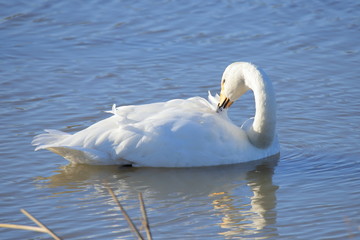 ハクチョウ　Swan