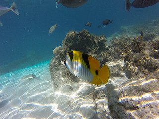 tropical fish in ocean 