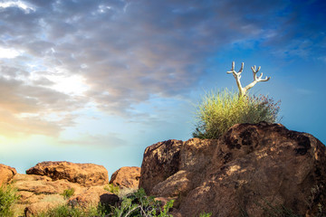 Isolated Quiver tree in a rocky desert in Africa