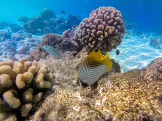 tropical fish in ocean 