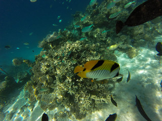 Fototapeta na wymiar tropical fish in ocean 