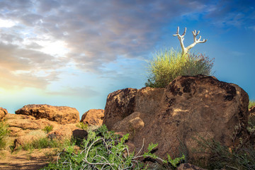 South African sky, rocks and quiver tree