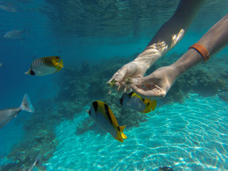 swimming in the ocean with fish 
