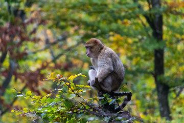 Affe