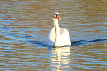Swan on lake © Simun Ascic