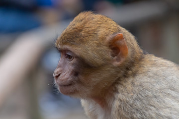 Affe