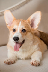 puppy Welsh Corgi Cardigan lies on the couch with his tongue out