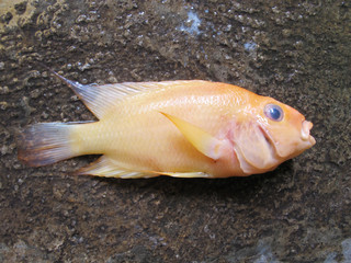 Red Devil Cichlid Fish on The Ground