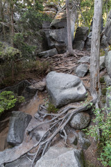 Rough roots of clay.