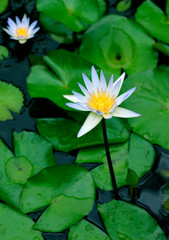  Water lily blooming in a pond, close-up view  