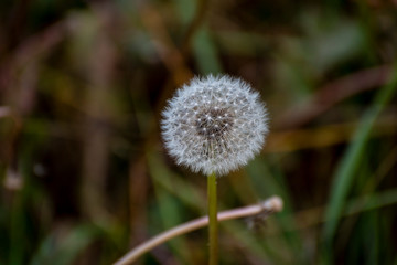 Head of blooming dandelions on a green background in autumn