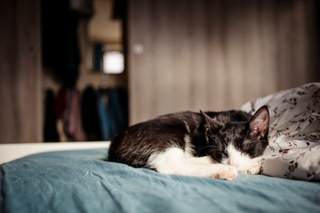 cute little cat sleeping in bed