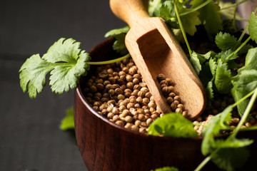 Coriander cilantro seeds and leaves