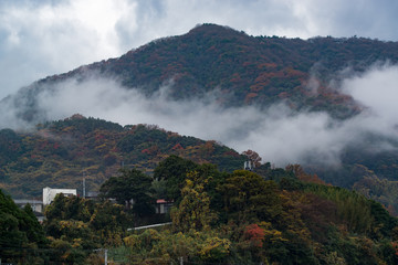 Fototapeta premium 高崎山