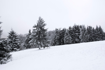Snow covered trees in the mountains on a winter day in Bavaria, Germany