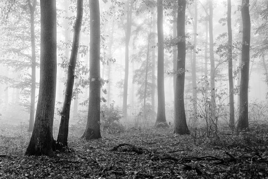 Fototapeta Forest in Autumn, Fog and Rain, Black and White