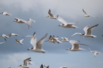Pássaros Gaivotas