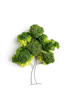 Drawing of Tree with green leaves of broccoli