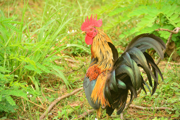 Beautiful Big Cock with big red comb