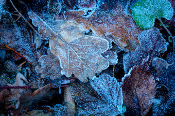 frozen leafage background