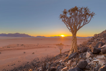 Quiver tree at sunset in the desert