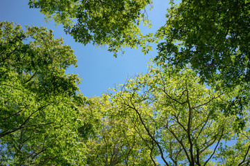 Fototapeta premium The Forest in Mt. Oyama, Kanagawa, Japan 神奈川県 大山