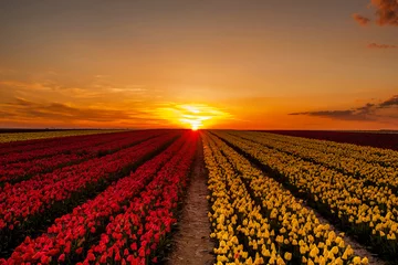 Fotobehang The magical view of the tulip field and the tulip field © kazim kuyucu