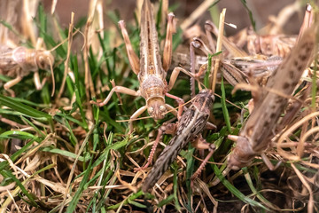 Closeup of a Meadow Grasshopper - Chorthippus parallelus - eating green grass.