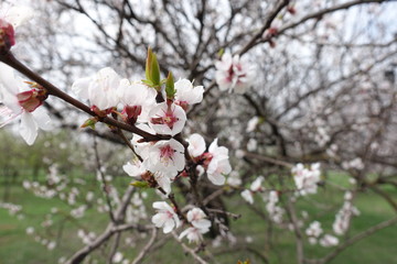 Small white flowers of apricot tree in spring