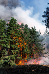 Forest fire. Burned trees after forest fires and lots of smoke.
