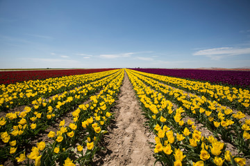 The magical view of the tulip field and the tulip field