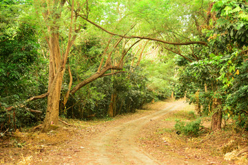 Beautiful of  Landscape of The Way with Tree