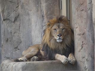 みんなの動物たち