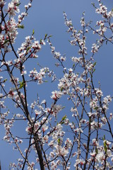 Pinkish white flowers of Prunus cerasifera against blue sky