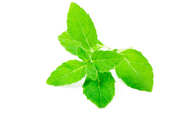 Fresh mint isolated on white background