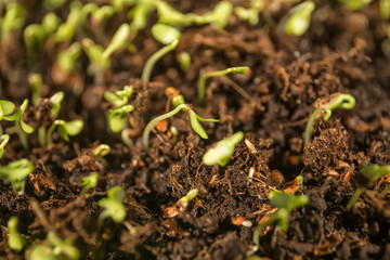 young sprouted grains, sprouts, microgrin in the ground