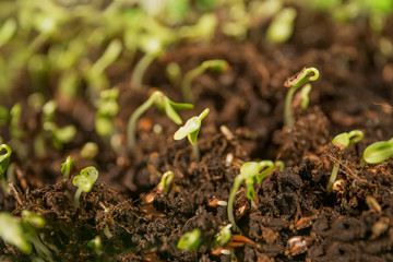 young sprouted grains, sprouts, microgrin in the ground