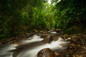 Türaufkleber Dschungel Asiatischer tropischer Regenwald
