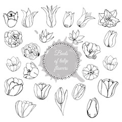Collection of different hand drawn buds of tulip flowers. Monochrome composition with circle and abstract spot.