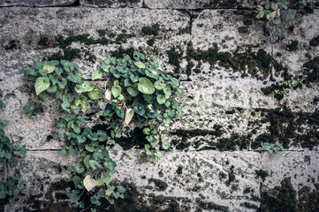 Background gray concrete stone wall with moss and weaving plant.