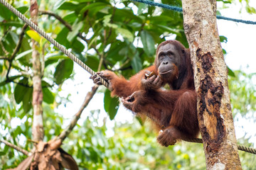 Female oragutan on the tree
