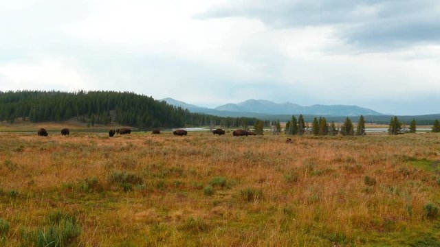 Bisons grazing at Hayden Valley, Yellowstone National Park, Wyoming