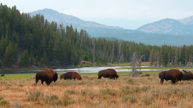 Bisons grazing at Hayden Valley in Yellowstone National Park, Wyoming