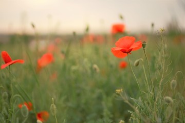 Field of red poppies in bright evening light.