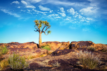 Isolated Quiver tree in a rocky desert in Africa