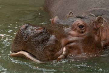 River hippopotamus
