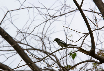 Magpie robin on tree